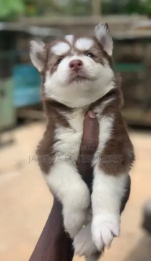 1-3 months Female Purebred Siberian Husky