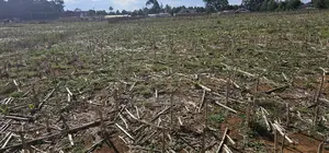 Prime Plots for Sale Eldoret Opposite New MTRH in Kiplombe