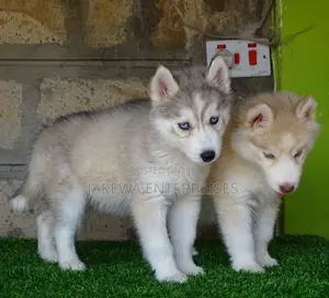 1-3 months Male Purebred Siberian Husky