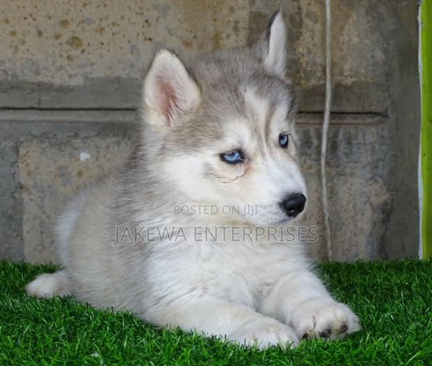 1-3 months Female Purebred Siberian Husky - main view