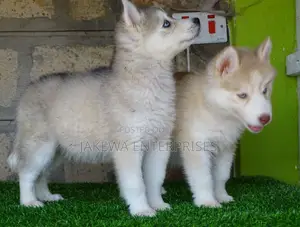 1-3 months Female Purebred Siberian Husky