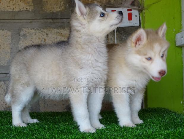 1-3 months Female Purebred Siberian Husky