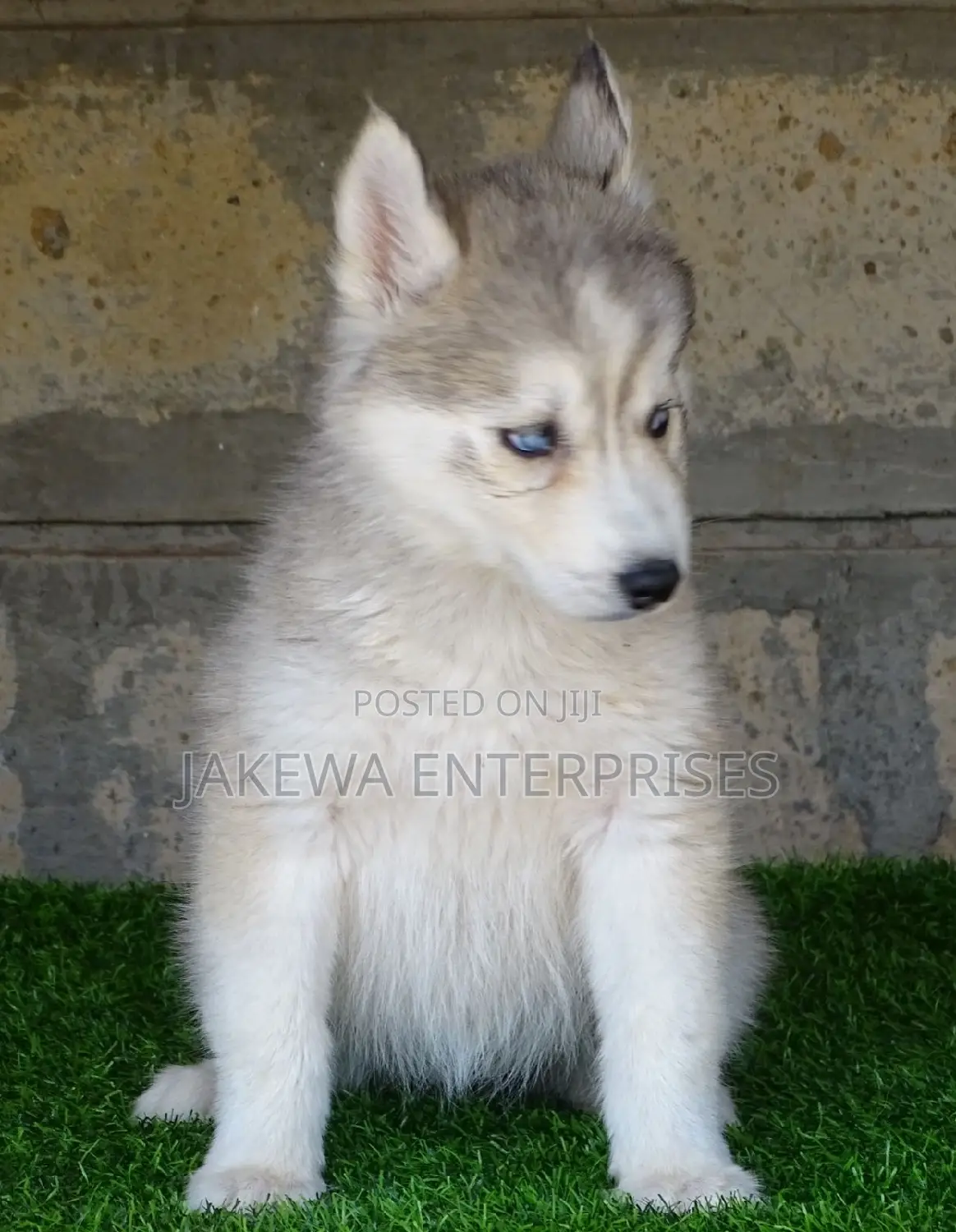 1-3 months Female Purebred Siberian Husky