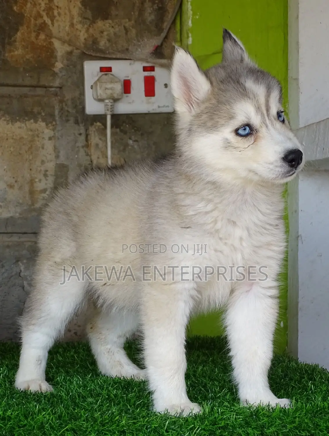 1-3 months Female Purebred Siberian Husky