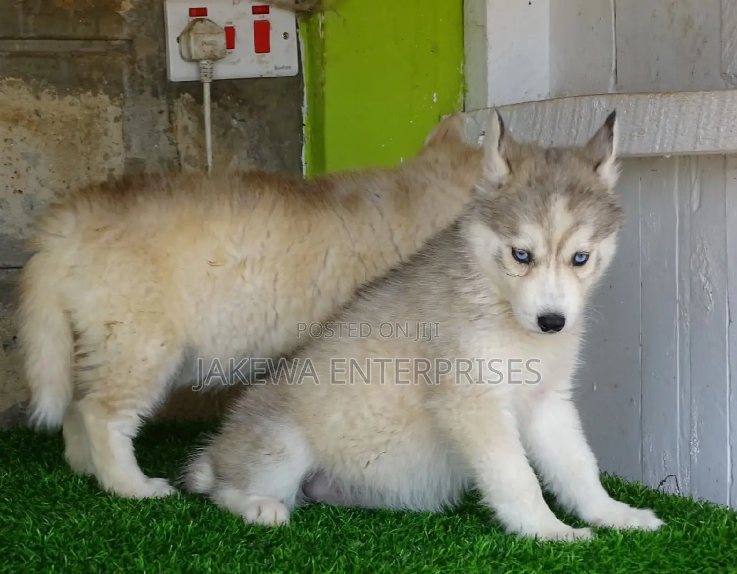 1-3 months Male Purebred Siberian Husky