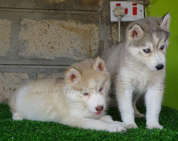 1-3 months Female Purebred Siberian Husky