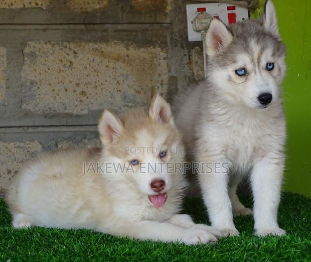 1-3 months Female Purebred Siberian Husky