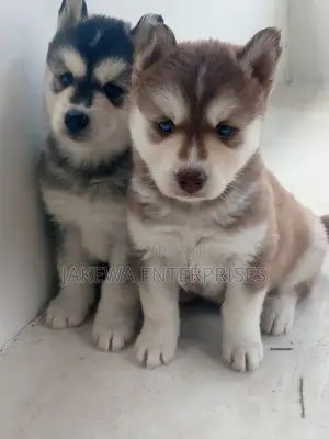 1-3 months Female Purebred Siberian Husky