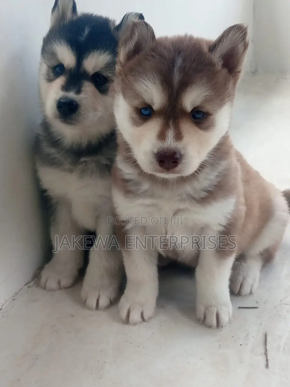 1-3 months Female Purebred Siberian Husky