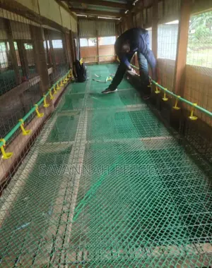 Green Poultry Mesh Available Per 