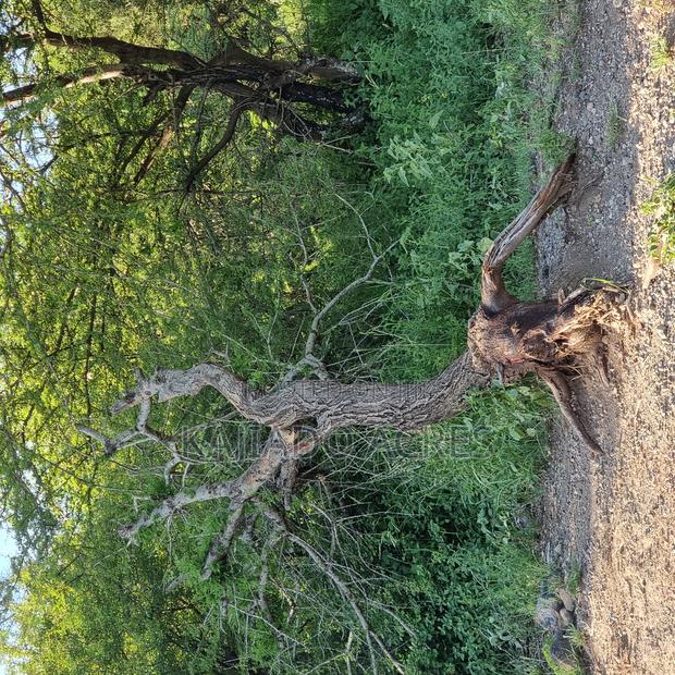 18 Acres Oloika at Per Acre - thumbnail 8