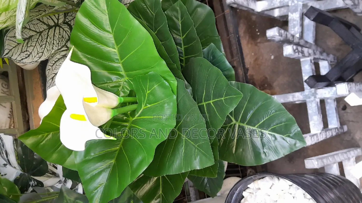 Flowered White Plant 1m Long