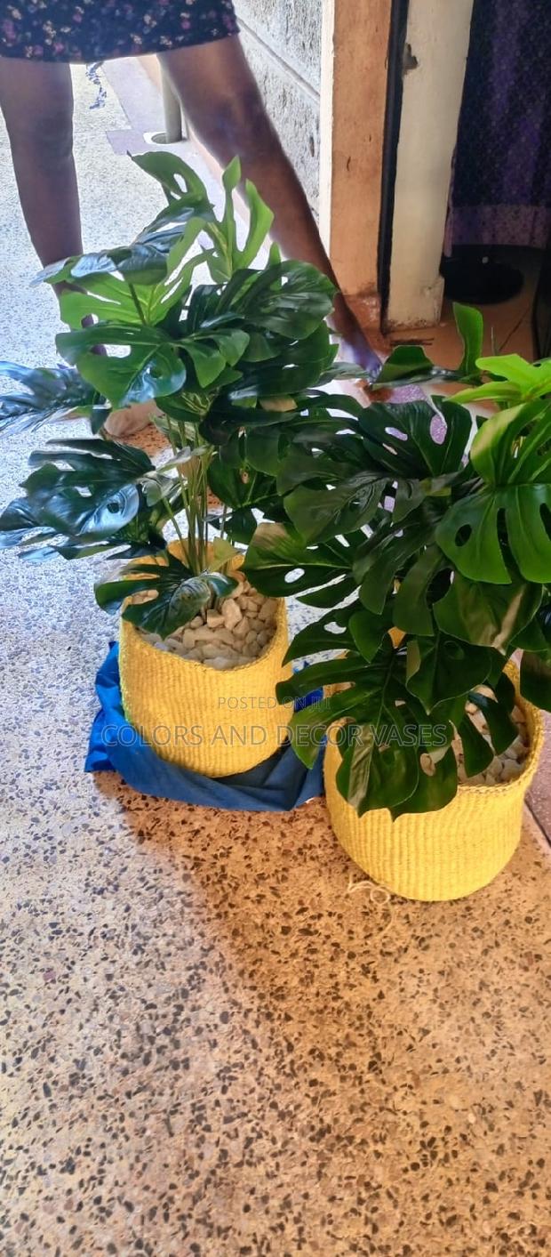 Plants And Baskets With Pebble Stones