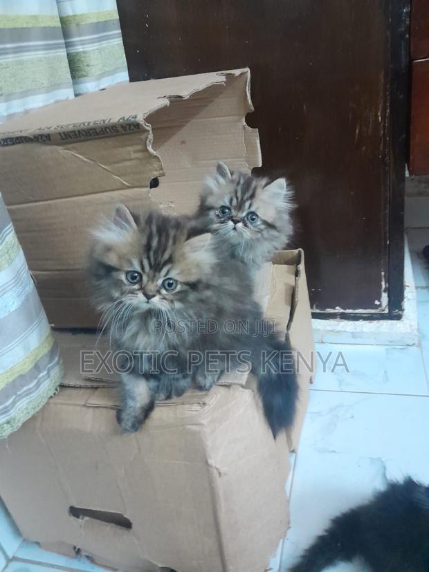 1-3 months Male Purebred Persian - main view