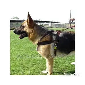 Dog Belt for Medium Dogs 2.5 In
