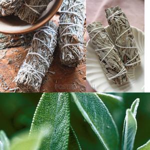 White Sage - thumbnail 2