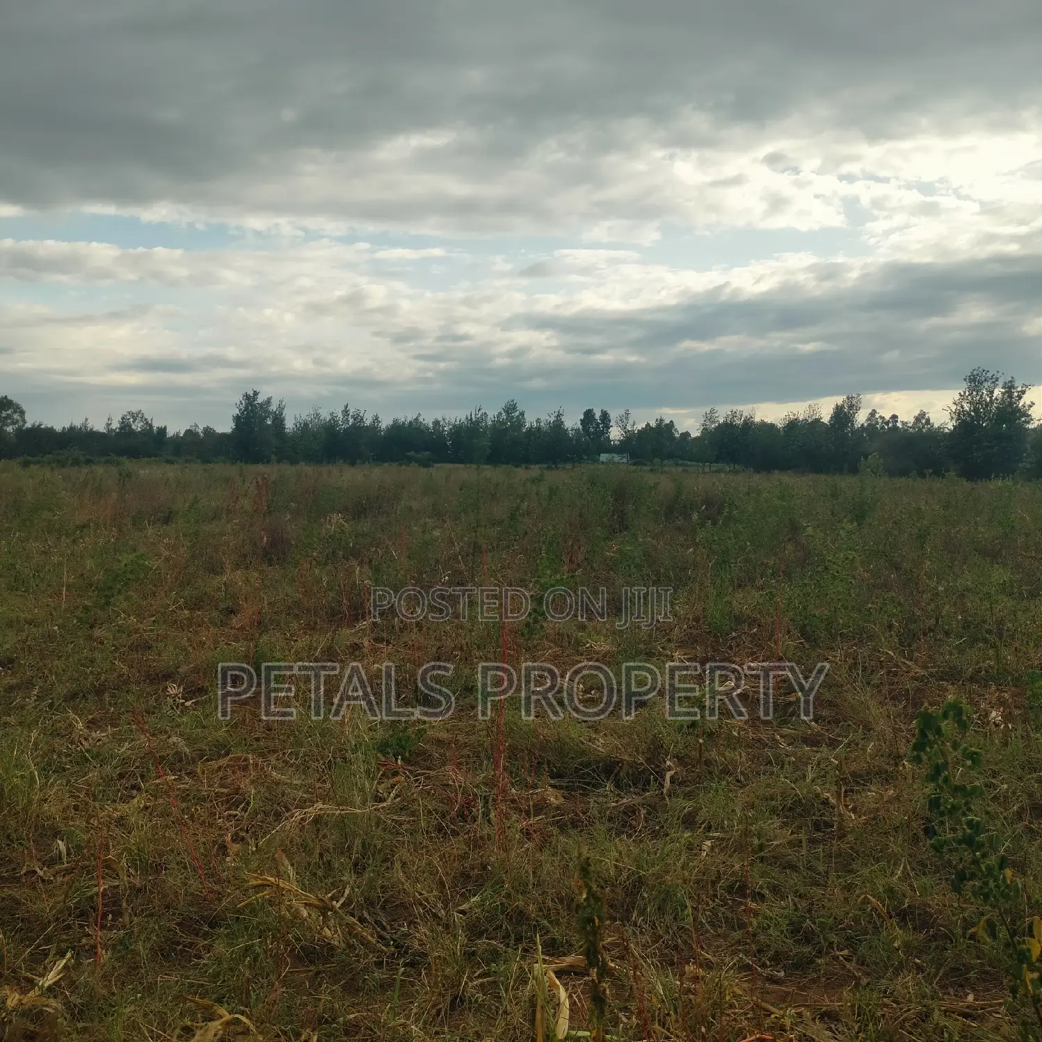 Exclusive 2 Acres for Sale in Chergei Kabarak