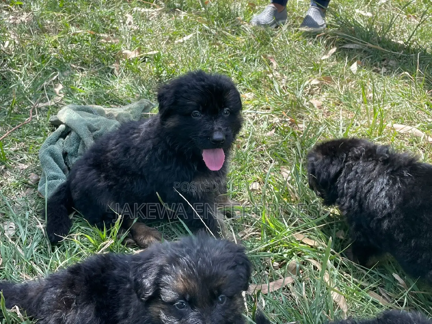 1-3 months Male Purebred German Shepherd