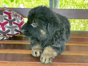 1-3 months Female Purebred German Shepherd