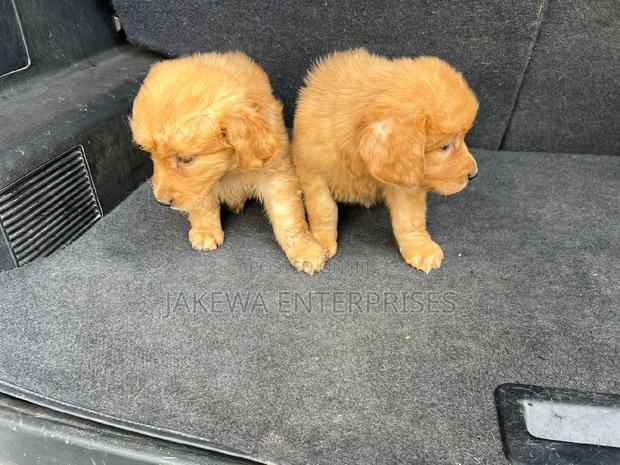 1-3 months Male Purebred Golden Retriever