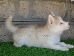 1-3 months Female Purebred Siberian Husky