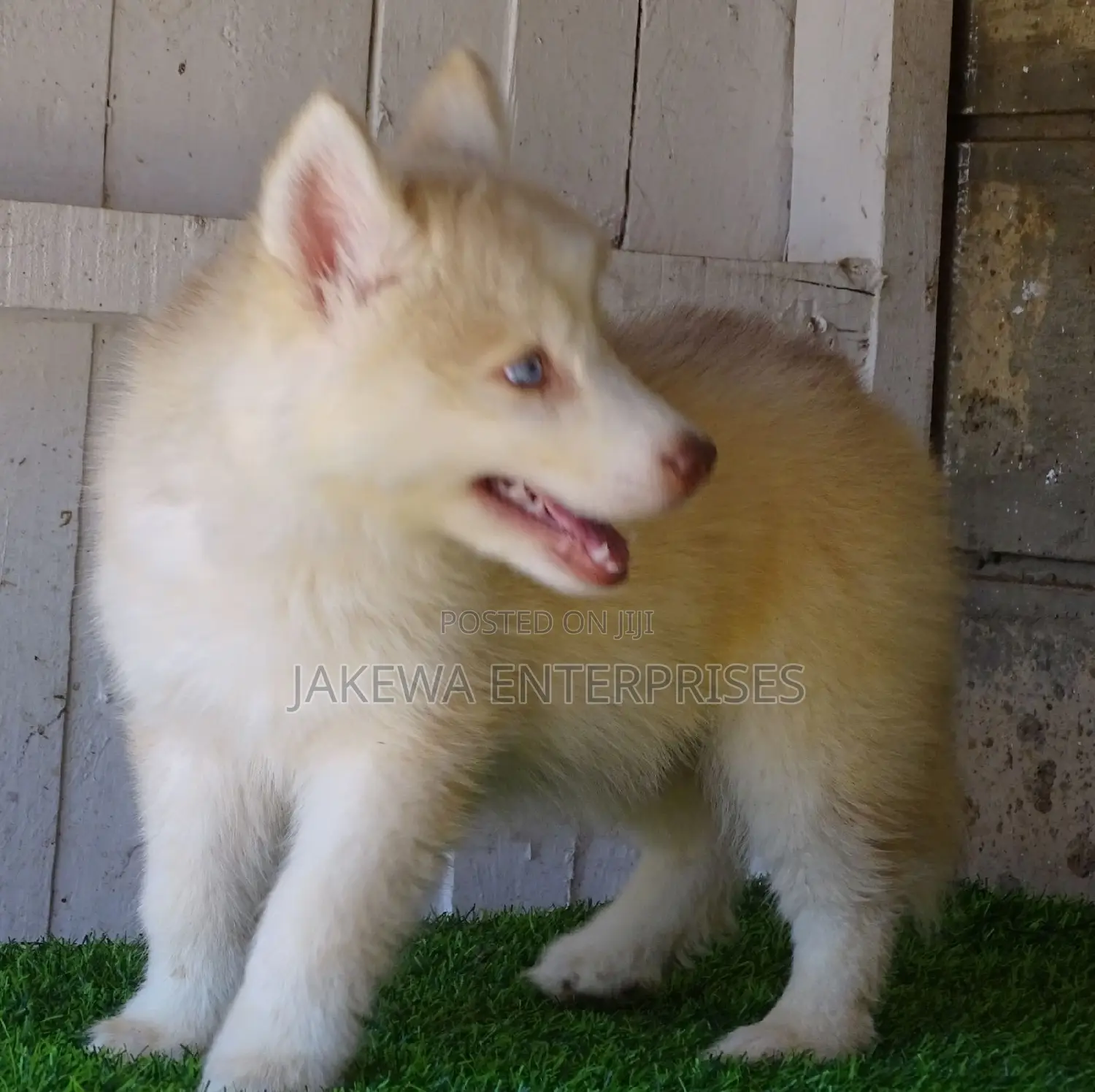 1-3 months Female Purebred Siberian Husky