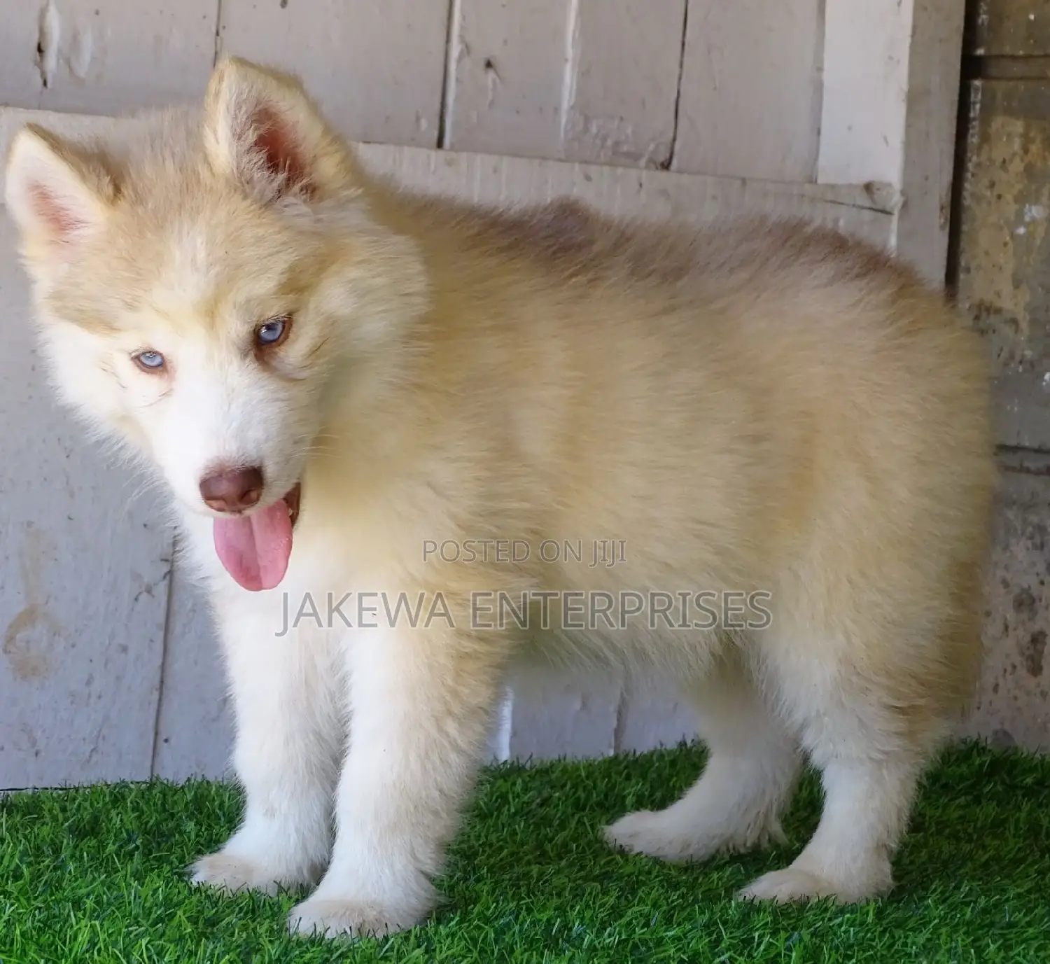 1-3 months Female Purebred Siberian Husky