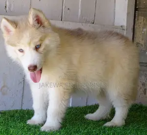 1-3 months Female Purebred Siberian Husky