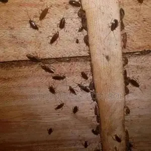 Cockroach Control Services In Nairobi Kenya