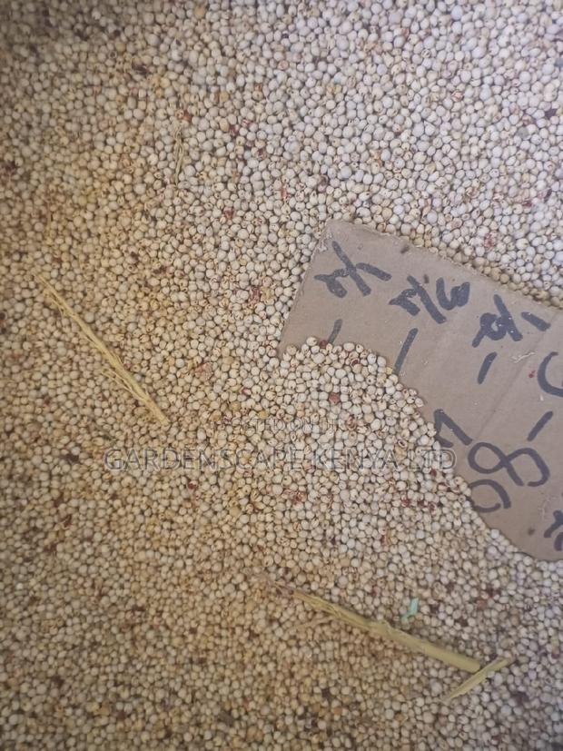 Gadam Sorghum Seeds Per Kg - thumbnail 2