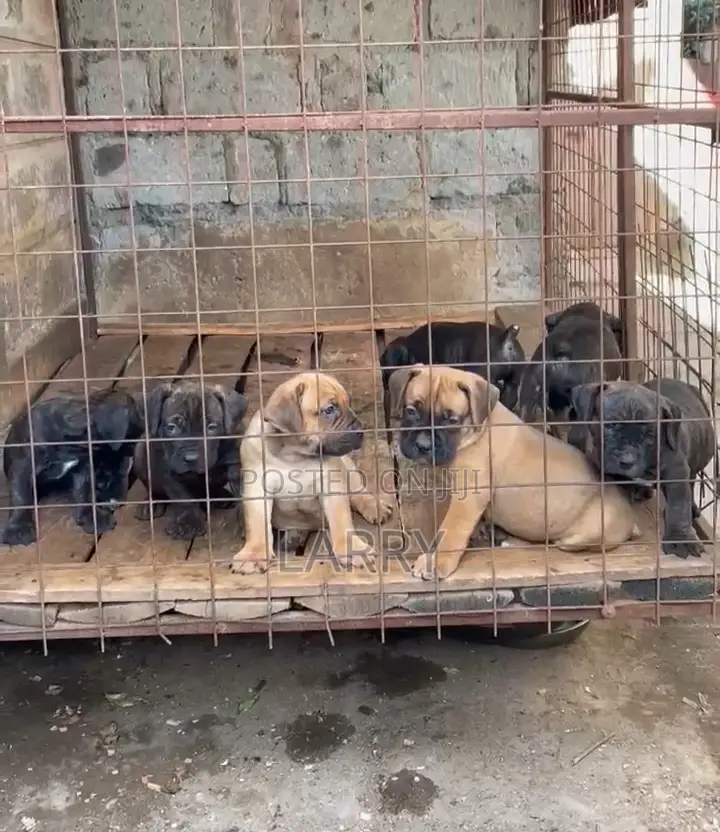 1-3 months Male Purebred Boerboel