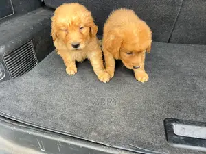 1-3 months Male Purebred Golden Retriever