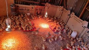 Commercial Layers - thumbnail 3