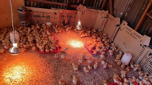 Commercial Layers - thumbnail 4