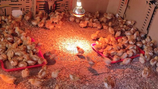 Commercial Layers - thumbnail 5