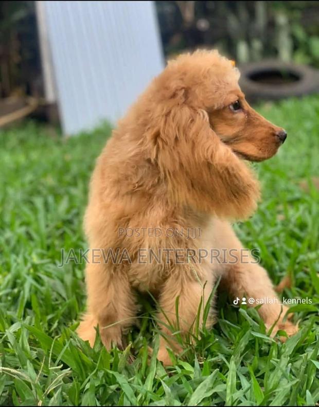 1-3 months Female Purebred Cocker Spaniel - main view