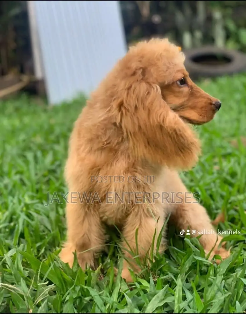 1-3 months Female Purebred Cocker Spaniel