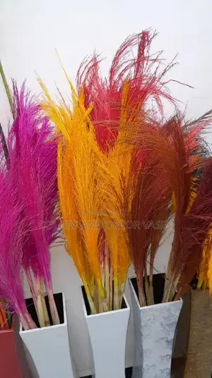 Coloured Pampas Grass Available