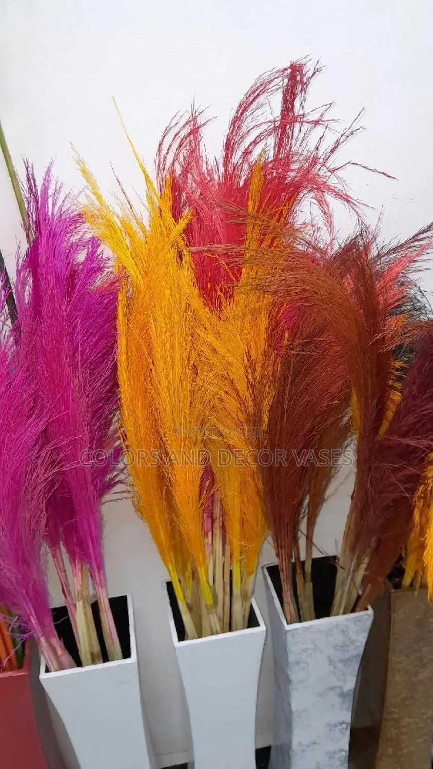 Coloured Pampas Grass Available