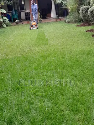 Bamuda Grass 50kg Sack Fully Grown