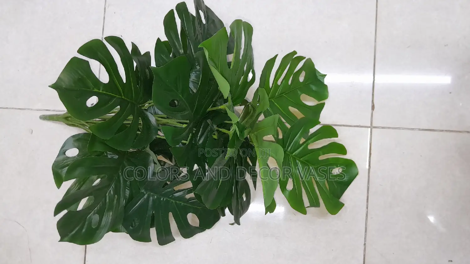 Monstera 18leaves Plant