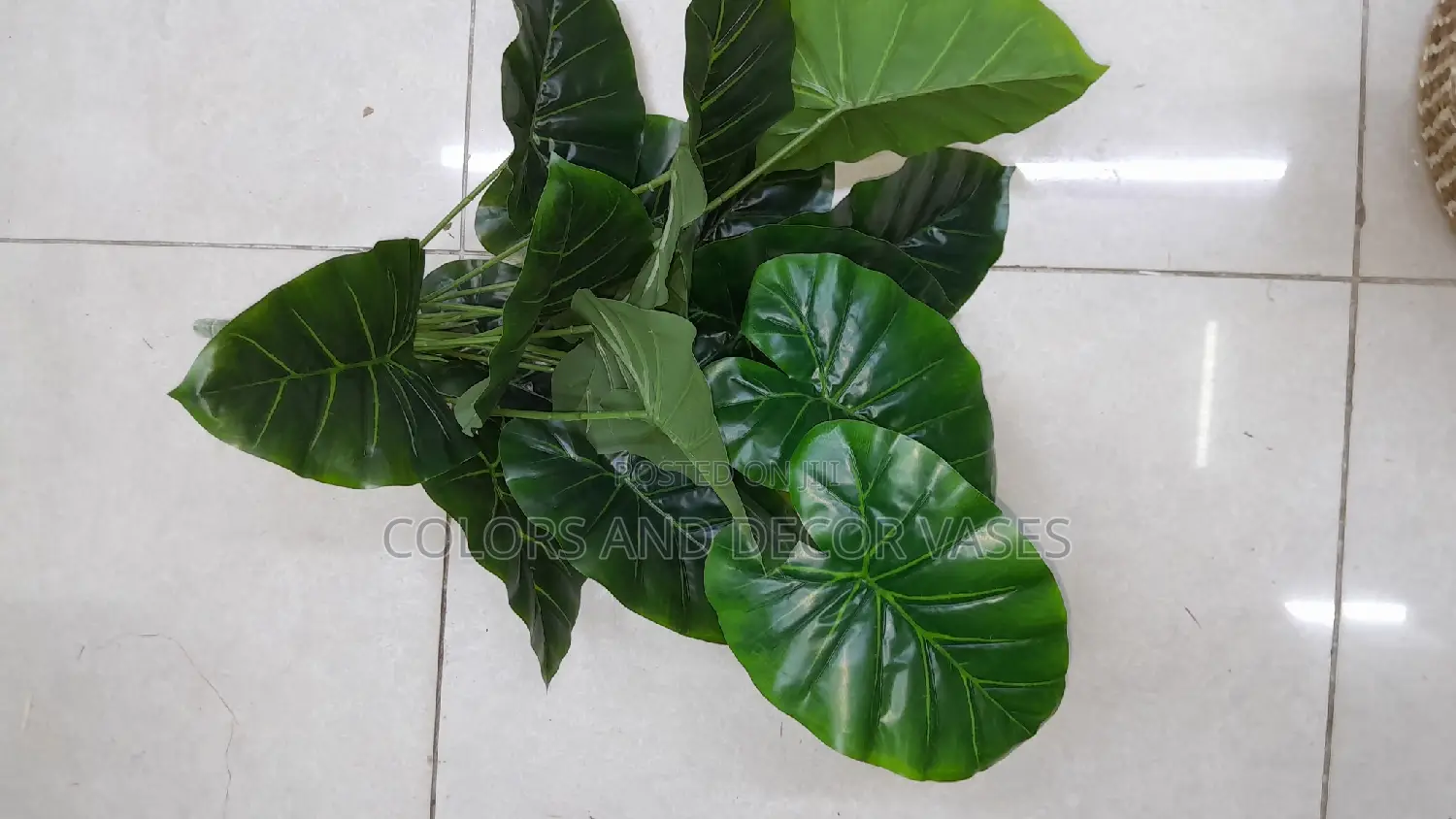 Plain Green Plants Available