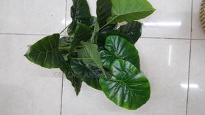 Plain Green Plants Available - thumbnail 2