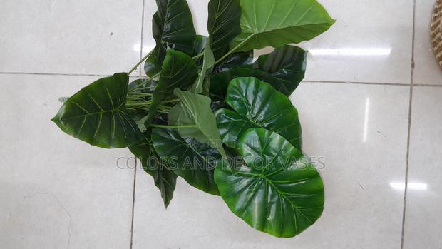 Plain Green Plants Available - main view