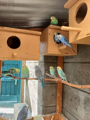 Pet Budgie Parakeets Birds Male and Female - Pair