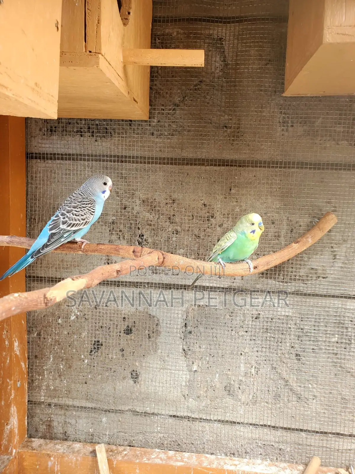 Pet Budgie Parakeets Birds Male and Female - Pair