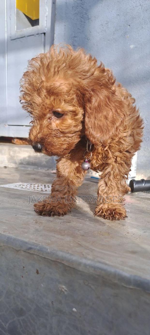 1-3 months Male Purebred Poodle - main view