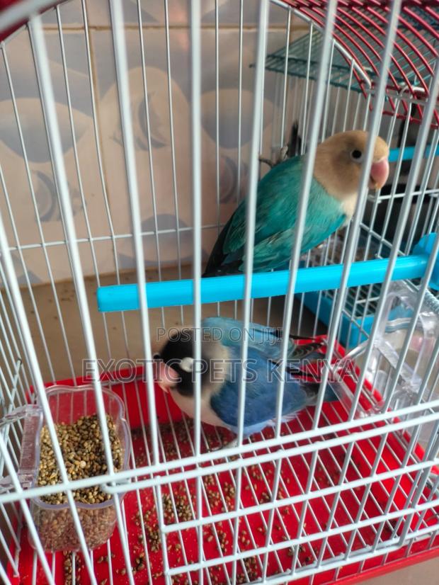 Blue Lovebirds (Imported) - main view