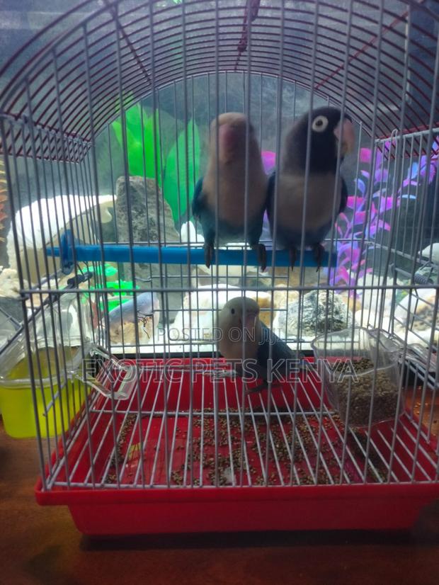 Blue Lovebirds (Imported) - thumbnail 3