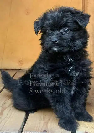 1-3 months Female Purebred Havanese